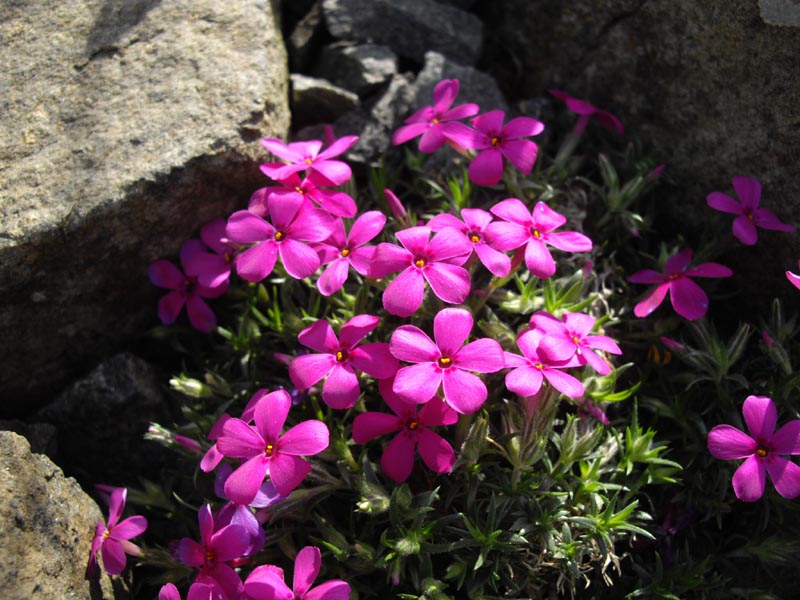 Phlox douglasii 'Crackerjack' in bloom on well-drained rocky slopes in the mountains of western North America